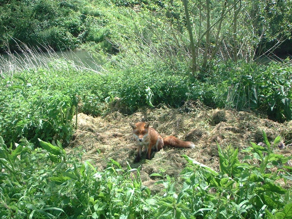 A Sunny Fox.