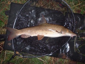 A typical Wye fish..