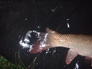 An unfortunate but common sight on some rivers.