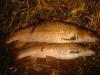 Two Rods same time, 11lb&6lb 