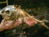skeleton-2